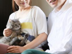 猫